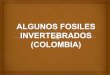 Algunos fosiles invertebrados (colombia)