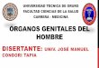 óRganos genitales del hombre (2)