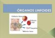 óRganos linfoides (2)
