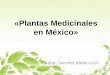 Plantas medicinales en méxico