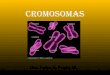 Pres cromosomas