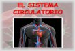 Teo perea grupal1_sist_circulatorio