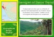 Bosque Tropical Del PacíFico