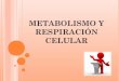 Metabolismo y respiración celular