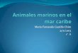 Animales marinos en el mar caribe