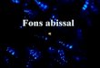 Fons abissal back up