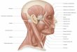 Sistema muscular (masticacion y expresion facial)