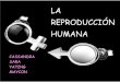 La reproduccion humana