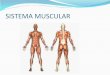 Diapositivas exposicion sistema muscular
