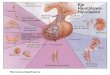 Ciclo ovarico, ovulación y desarrollo embriológico