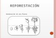 Qué es la germinación de una planta y reforestación