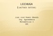 Lechuga (Proyecto matemáticas I)