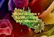 Morfologia y estructura bacteriana