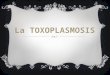 La Toxoplasmosis