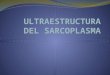 Ultraestructura del sarcoplasma