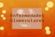 Glomerulopatias fisiopatologia de glomerulos