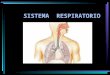 Sistema respiratorio2