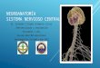 Neuroanatomía del sistema nervioso central