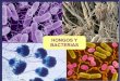Clasificacion de bacterias_y_hongos[1]