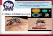 Fiebre chikungunya