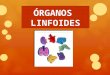 Organos linfoides