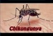 Chikungunya (1)