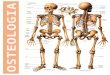 Osteología - Completo