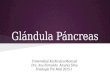 Glandula Pancreas