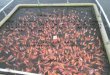 Proyecto Producción y comercialización de tilapia roja (Oreochromis sp.) en jaula flotante beneficiara ciación de campesinos del corregimiento de Buenos Aires (asocab), Bolivar
