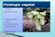 Fisiología vegetal-1 plantas cam
