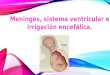 Meninges, sistema ventricular e irrigacion encefálica