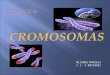 Presentación cromosomas Tarea Nº 3 de la materia Genética y Conducta