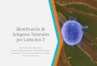 Identificación de antígenos tumorales por linfocitos t