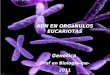 Adn .orgànulos eucariotas