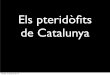 Els pteridòfits de catalunya (falgueres i equisets)