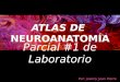 Atlas de neuroanatomía parcial 1