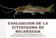 Evaluacion  actual de los peces de nicaragua