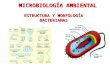 Morfologia de celula