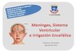 Meninges, sistema ventricular e irrigación encefálica