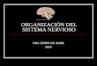 Niveles gerarquicos de organizacion del sistema nervioso