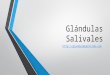 Glándulas salivales  glándula parótida - glándula sublingual - glándula submandibular