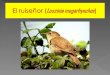 El ruiseñor (luscinia megarhynchos)