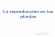 La ReproduccióN De Las Plantas
