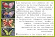 Creaciones Geylo - Mariposas (mosaicos,vidrios,colores.)