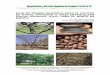 51826175 plan-de-manejo-organico-para-el-cultivo-del-nogal-pecanero