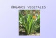 organos vegetales