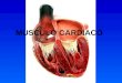 Musculo Cardíaco - UNERG