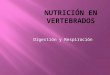 Nutrición vertebrados