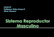 Sistema reproductor maculino