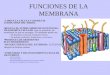 Funciones De La Membrana2